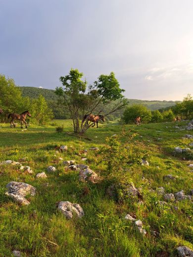 Slika Mesni paket s receptima - 