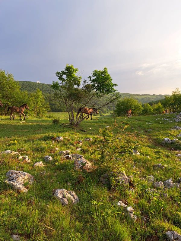 Slika Mesni paket s receptima - 